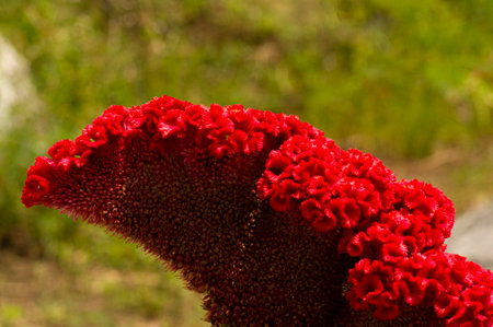 Growing Cockscomb flower (Celosia cristata) in the garden, in shallow focus.の写真素材