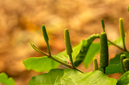 Close up of Javanese long pepper or Piper retrofractum in shallow focusの写真素材