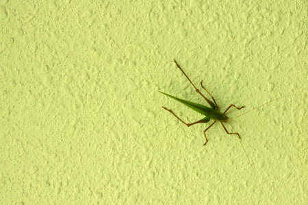 A green grasshopper isolated on the wallの写真素材