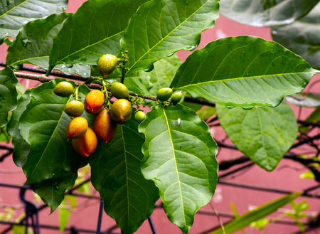 A bunch of Peanut butter (Bunchosia armeniaca).の写真素材