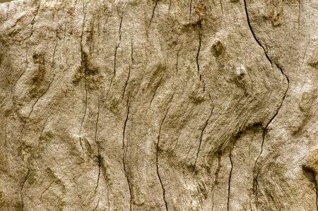 The surface of an old wood for natural background