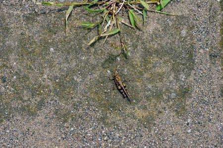 A little grasshopper on the groundの写真素材