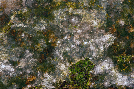Green moss on the vintage stone wallsの写真素材