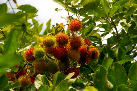 Fresh rambutan fruit on the treeの写真素材
