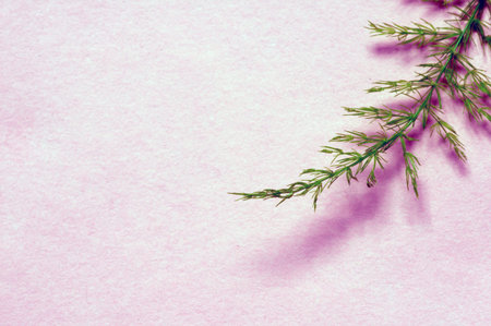 Asparaga leaves, Asparagus setaceus, commonly known as common, climbing asparagus, or ferny...