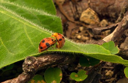 A couple of ladybugs mating on a sunny morning