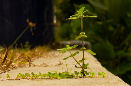 A small green plant on the cement fence under the sunlight