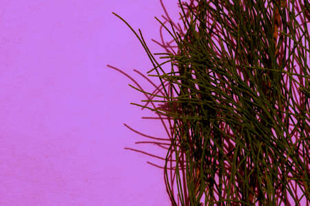 Pinus merkusii (Merkus pine or Sumatran pine) leaves on purple backgroundの写真素材