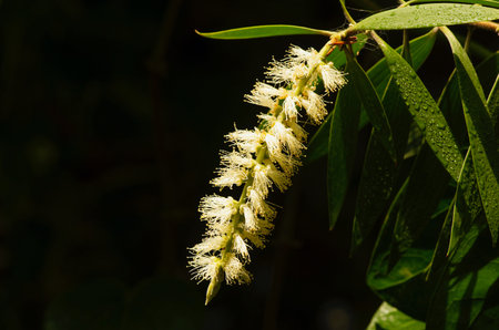 Melaleuca cajuputi flower, in shallow focus, commonly known as cajuput. Cajuput oil is a volatile oil obtained by distillation from the leaves of cajuput treesの写真素材