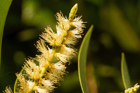 Melaleuca cajuputi flower, in shallow focus, commonly known as cajuput. Cajuput oil is a volatile oil obtained by distillation from the leaves of cajuput treesの写真素材
