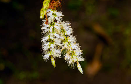 Melaleuca cajuputi flower, in shallow focus with blurred background, commonly known as cajuput. Cajuput oil is a volatile oil obtained by distillation from the leaves of cajuput treesの写真素材