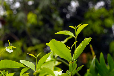 Syzygium polyanthum leaves, with common names Indian bay leaf and Indonesian bay leaf, is a species...