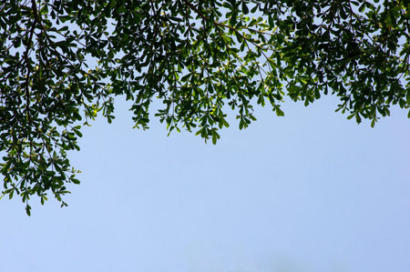 Tropical almond or Indian-almond leaves with blue sky background