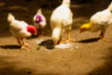 Defocused abstract background of chicken feeding in the yardの写真素材