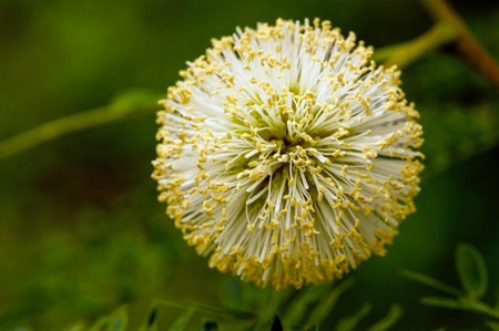 Close up of River tamarind white flower, Leucaena leucocephalaの写真素材