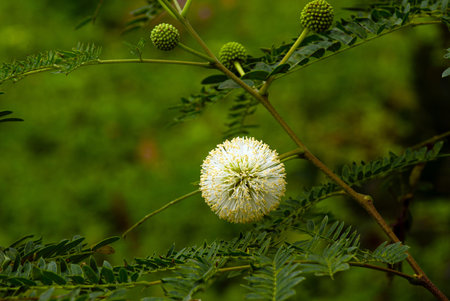 Close up of River tamarind white flowers, Leucaena leucocephala
