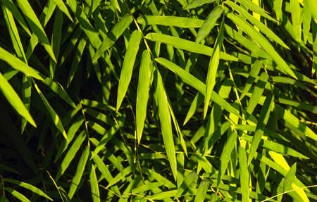 Bamboo green leaves for natural background in a bright dayの写真素材