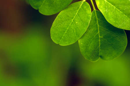 Kelor or Drumstick tree (Moringa oleifera) green leaves selected focus, with common names: horseradish tree, and ben oil tree or benzolive tree.の写真素材