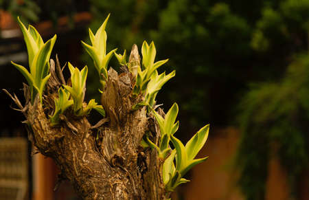 Dracaena plant, is a popular ornamental houseplant, grown both indoors and outdoors in tropical and subtropical climatesの写真素材