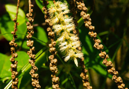 Melaleuca cajuputi flower and seeds, commonly known as cajuputの写真素材