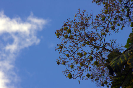 The fragrant teak flowers (Tectona grandis) blooming, arranged in dense clusters at the end of the...