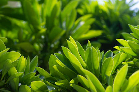 Green leaves in shallow focus for wallpaper and backgroundの写真素材