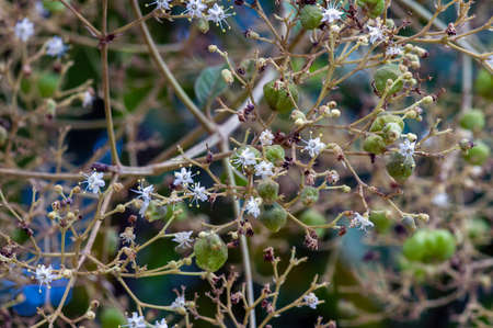 Thet teak seeds (Tectona grandis), arranged in dense clusters at the end of the branches, in Gunung Kidul, Yogyakarta, Indonesiaの写真素材