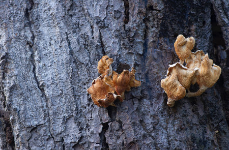 White and brown mushrooms on the natural dry tree bark