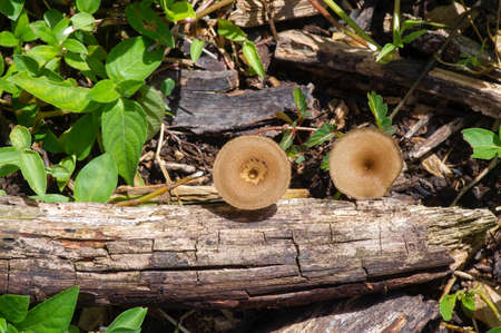 Round brown mushrooms growing from a dead tree trunk lying on the groundの写真素材