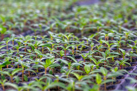 Ornamental plant seedlings, selected focus, in the nursery in Sleman, Yogyakarta, Indonesiaの写真素材