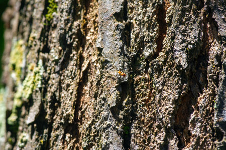 Mahogany tree bark texture and a small insect with with green moss and mushroo
