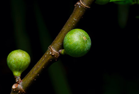 Young Tin Fruits, Fig Fruits, fruit from heaven, in shallow focus. The Scientific name of this...