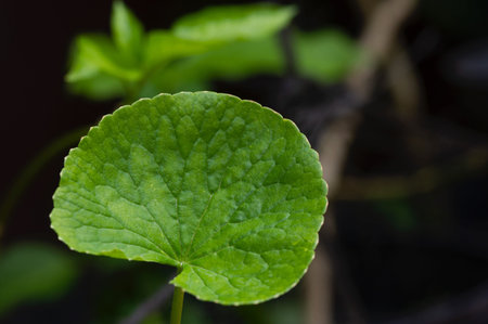 Close up of Daun Pegagan, Centella asiatica leaf, has been used  to improve small wounds, scratches,...