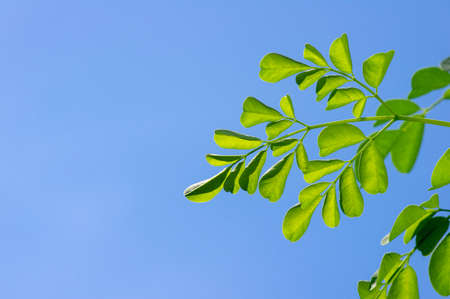 Kelor or Drumstick tree (Moringa oleifera) green leaves selected focus, with blue sky background. It plant has common names: horseradish tree, and ben oil tree or benzolive tree.の写真素材