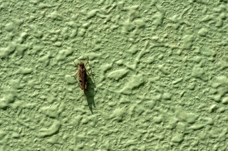 Light green concrete stone wall texture and a brown grasshopper in shallow focus, natural background