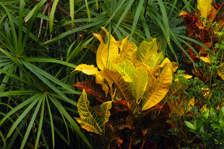 Croton (Codiaeum variegatum) and Cyperus Alternifolius (Umbrella Papyrus), selected focus, a popular...