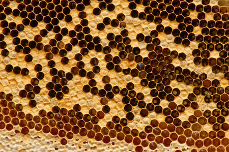 Honey bee nest, hives, from natural rain forest in Gunung Kidul, Yogyakarta, Indonesia. Natural...