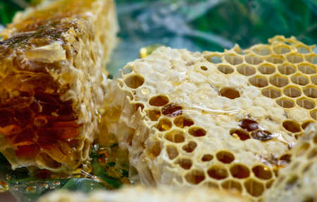 Honey bee nest, hives, from natural rain forest in Gunung Kidul, Yogyakarta, Indonesia. Natural background.の写真素材