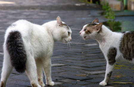 Two cats in conflict, ready for fighting, in shallow focus.の写真素材