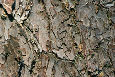 The surface of an old Mahogany (Swietenia mahagoni) tree bark for natural backgroundの写真素材