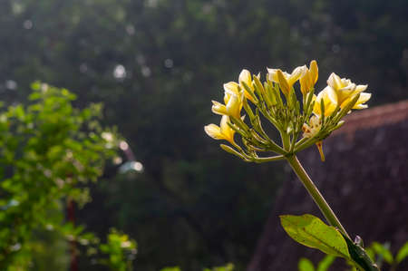 Kamboja flower (Plumeria), a genus of flowering plants in the family Apocynaceaeの写真素材