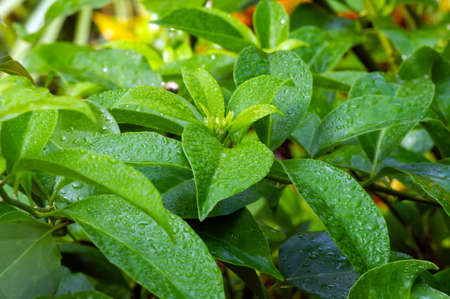 Green leaves covered by morning dew, in shallow focusの写真素材