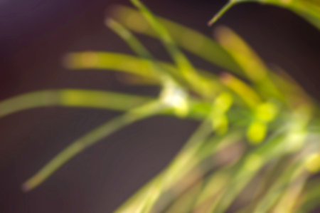 Defocused abstract background of green conifer plant.の写真素材