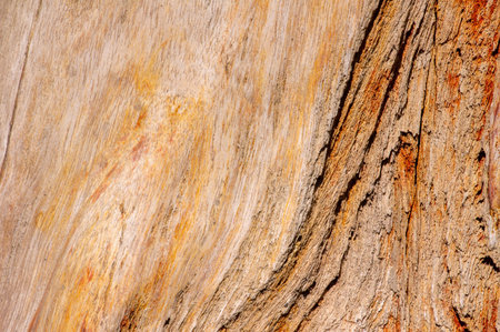 Petrified teak wood, fossil texture in shallow focus, natural background