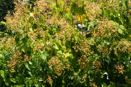 Tahongai, guest tree (Kleinhovia hospita), known as Timoho (Java, Indonesia)  leaves and seeds, a...