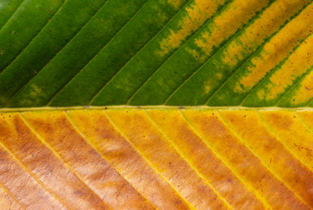 Yellow green leaf closeup, selected focus.の写真素材