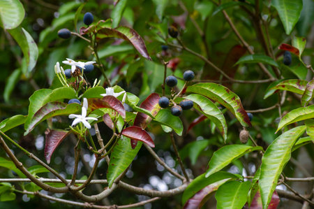 Pranajiwa (Euchresta horsfieldii), medicinal plants known in West Nusa Tenggara and the island of...