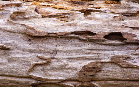 The surface of an old teak wood for natural background, in shallow focus