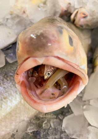 Big fish with small fish in its mouth, selected focusの写真素材