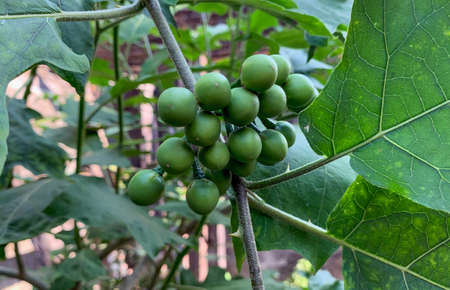 Traditional Sundanese raw salads Leunca Solanum nigrum.の写真素材